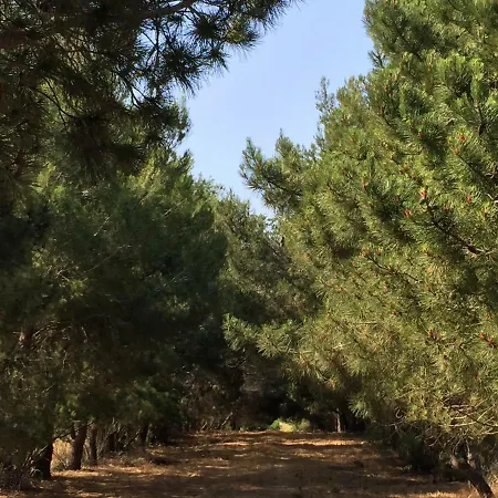 Kipriotis