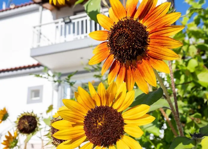 Kipriotis Aparthotel Arkoudi